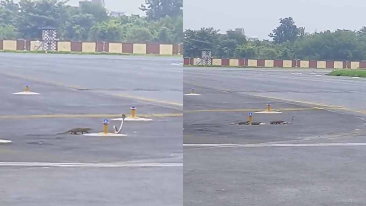 Patna Airport saw three mongooses attack a snake on the runway