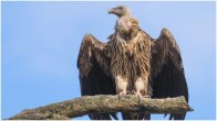 Vulture with Dhaka inscription found in Jharkhand