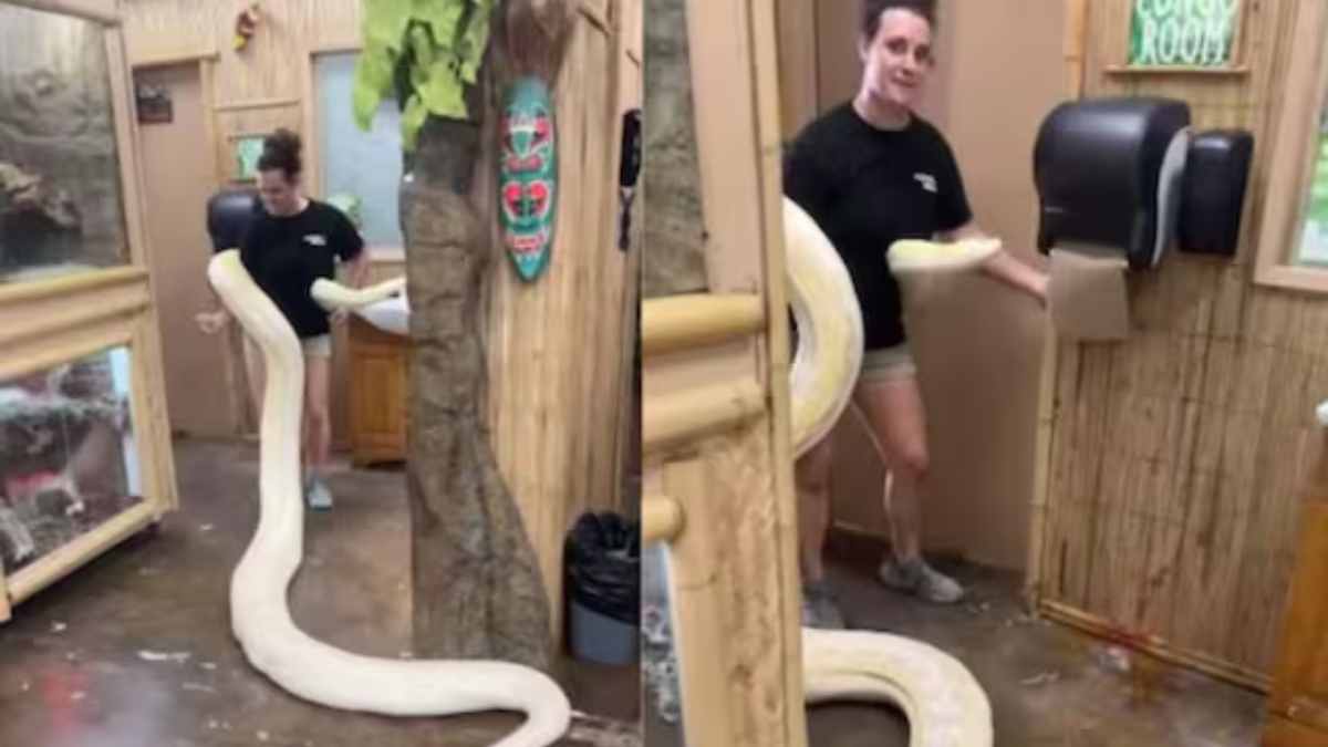 Woman's daring encounter with python goes viral