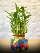 bamboo plant