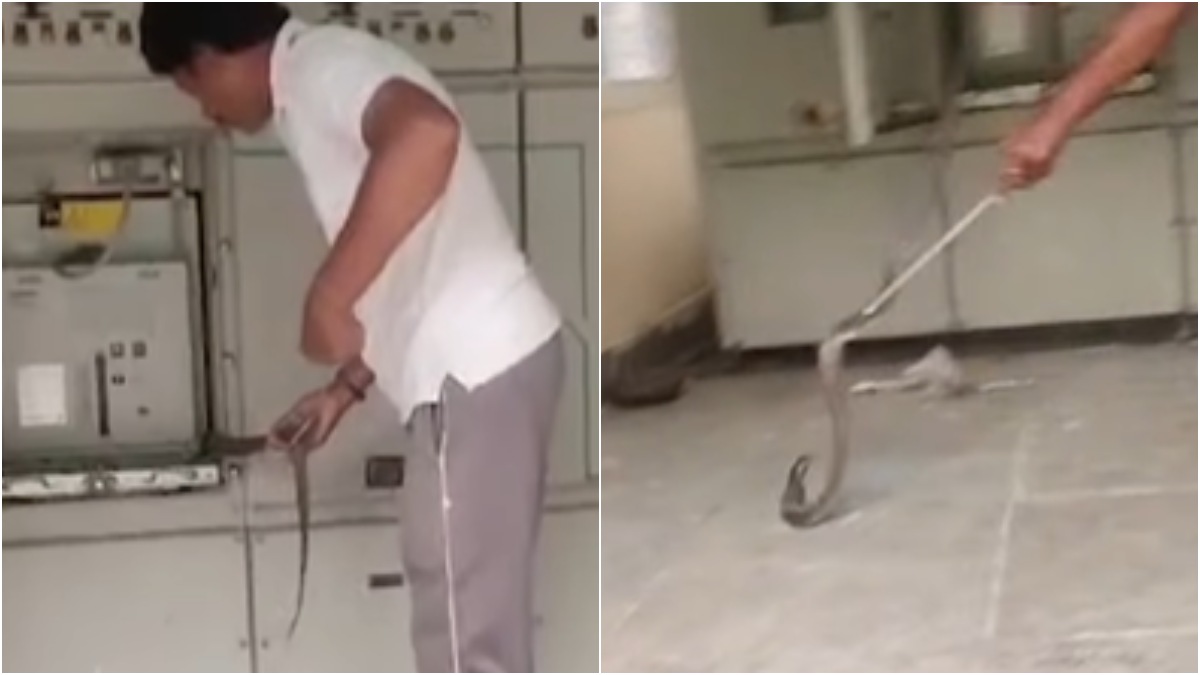 Cobra found in Water Filtration Plant, Kota