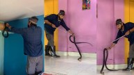 9-Foot King Cobra Found In Bedroom; Spine-Tingling Video Takes Internet By Storm