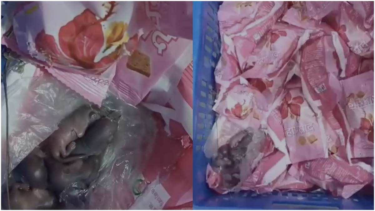 SHOCKING! Mice Found In Siddhivinayak Temple Prasad Amid Tirupati Laddu Controversy - Watch Video