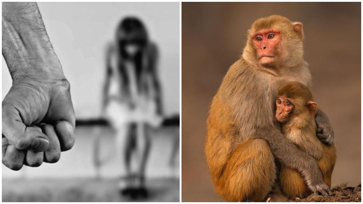 Monkey save 6 year-old girl from rape in Uttar Pradesh