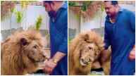 Pakistani Man Walking With Lion Leaves Internet Stunned | WATCH