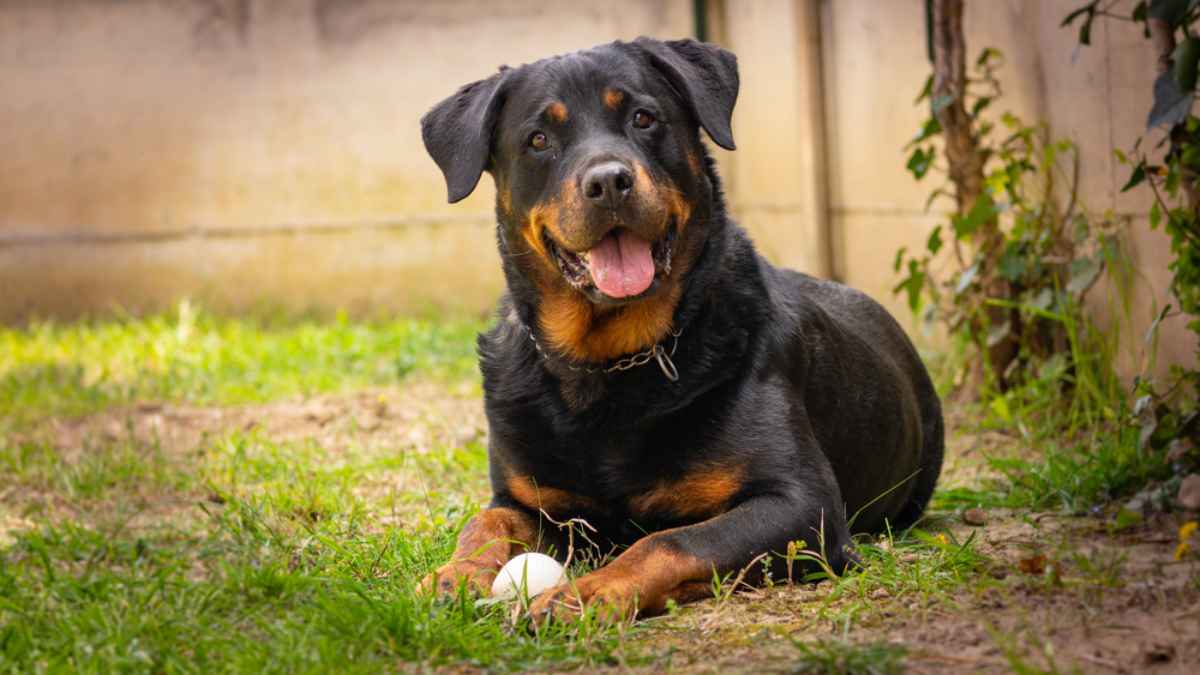 SHOCKING! Florida Woman Arrested For Allegedly Using Pet Dog To KILL Step Daughter