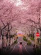 cherryblossomcover