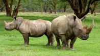 World Rhino Day: PM Modi Calls For Protection Of Rhinos; Why Is It Celebrated?