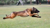 Indian Army dog Phantom