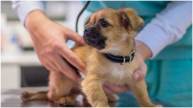 Chilean Scientists Develop Reversible Dog Neutering Injection