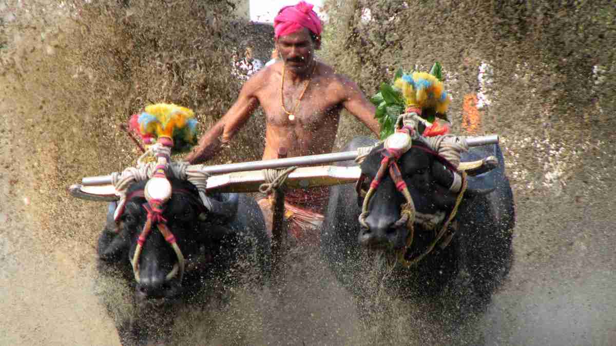 Kambala