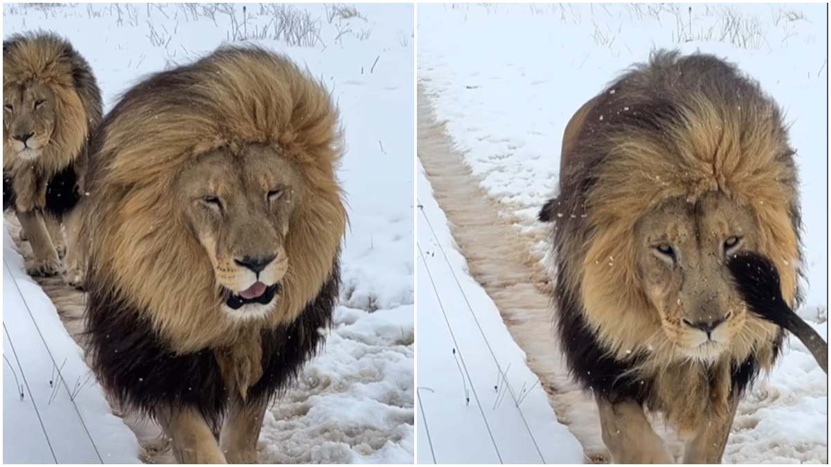 Lions enjoying South Africa Snowfall