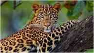 Man-Eating Leopard Found Dead in Udaipur