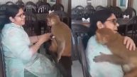 Viral Video: Monkey’s Reaction To ‘Hare Rama’ Chants Will Surprise You, Netizens Call It ‘Epic'