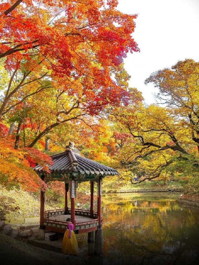 “Discover Korea’s Most Stunning Autumn Leaf Viewing Locations