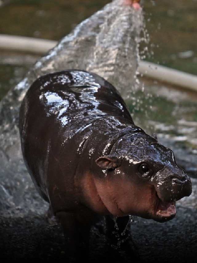 Meet Moo Deng: The Viral Baby Hippo - News24