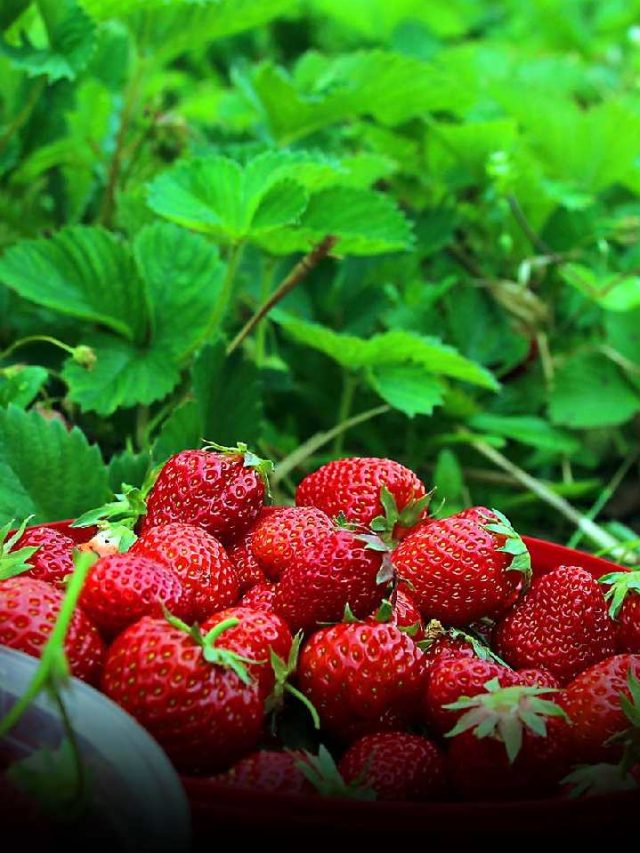 Health Benefits Of Strawberries