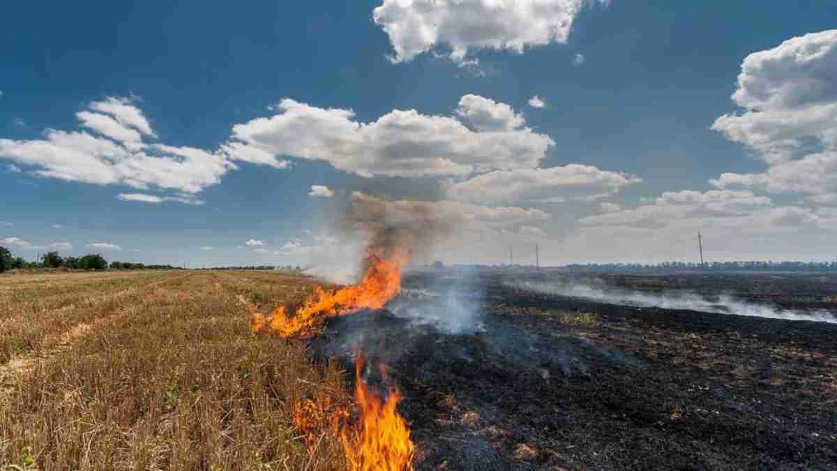 Madhya Pradesh Leads In Stubble Burning, Surpassing Punjab With Over 10,000 Cases