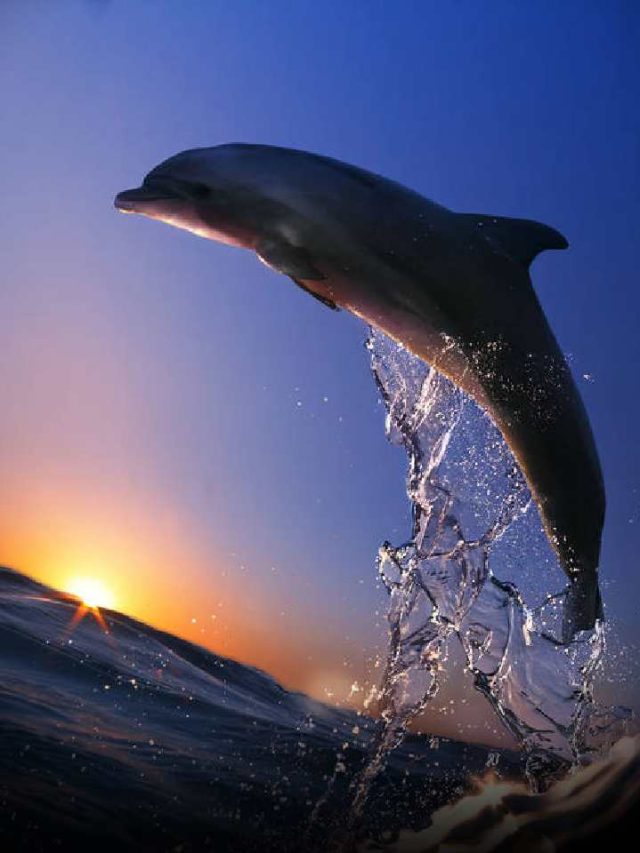 Interesting Facts About Dolphins