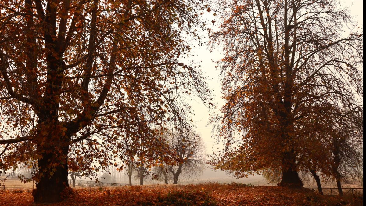 Kashmir Valley Transforms into a Vibrant Canvas as Autumn Arrives