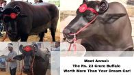 Meet Anmol: The Rs. 23 Crore Buffalo Worth More Than Your Dream Car!