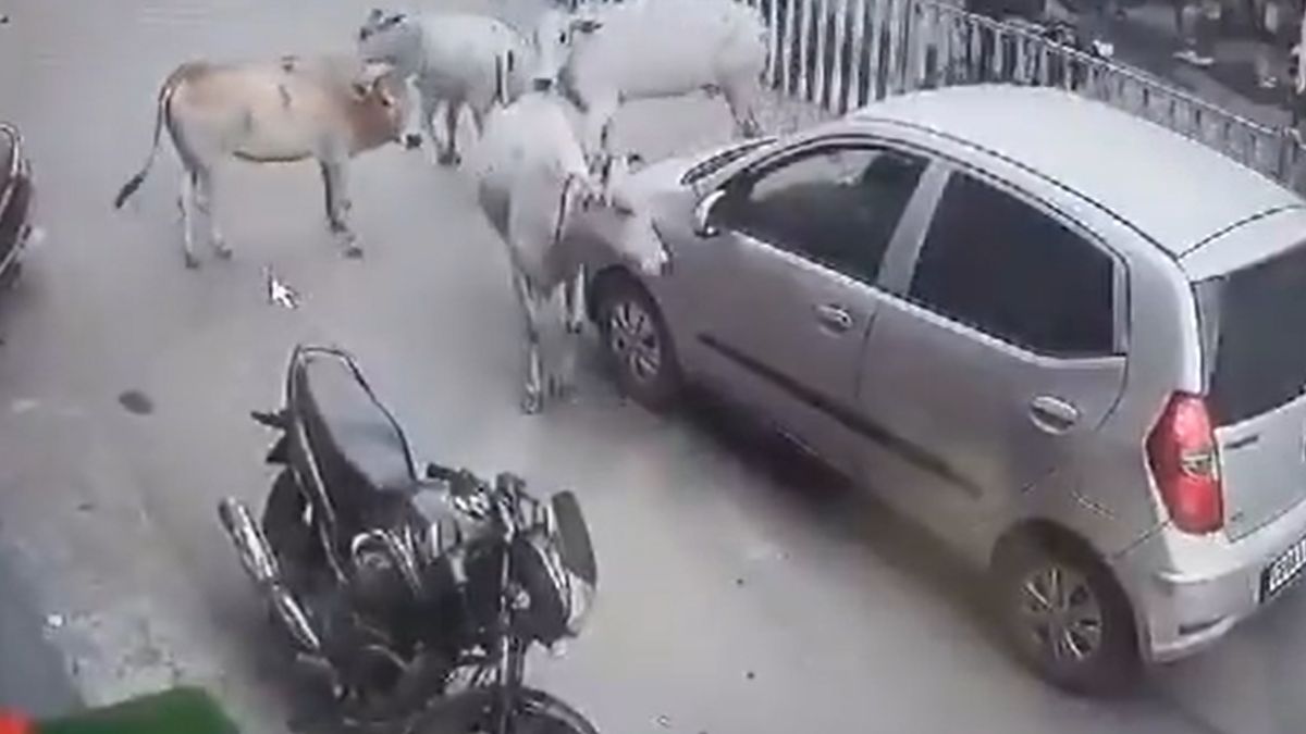 Shocking Video: Calf Crushed And Dragged 200 Meters By Car, Cows Chase And Stop the Vehicle