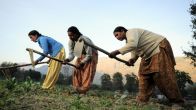 PM-KISAN Scheme: How Does It Benefit Farmers In UP, Other States?- Details Inside