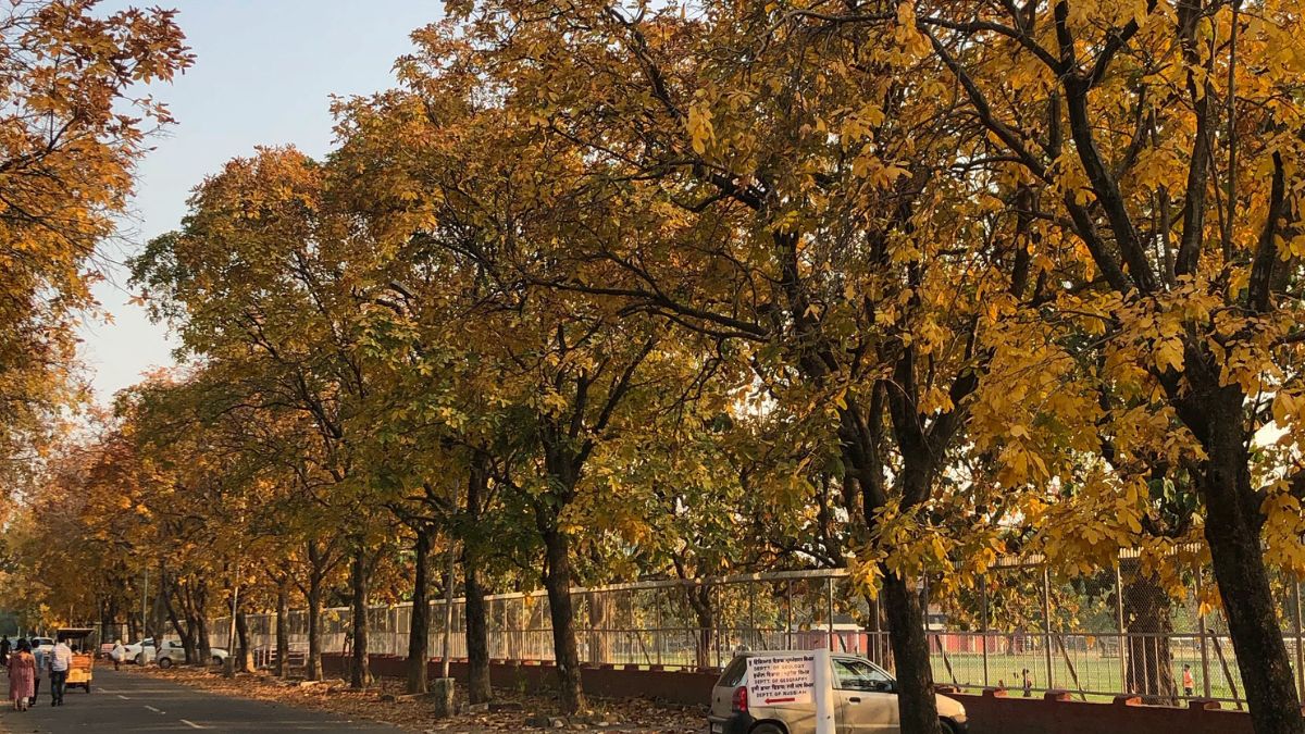 Chandigarh Weather Update Today: Temperature, AQI Warning, IMD Forecast For Next 7 Days