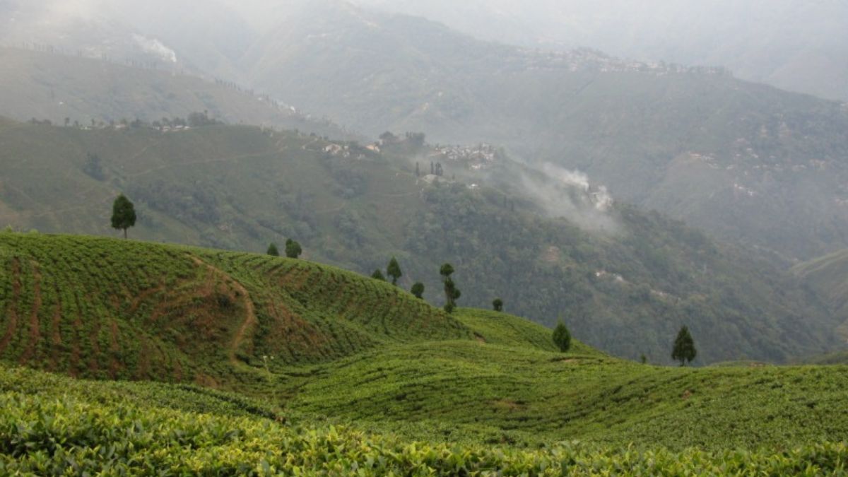 Darjeeling, West Bengal Weather Update Today: Temperature, AQI, IMD Forecast For Next 7 Days