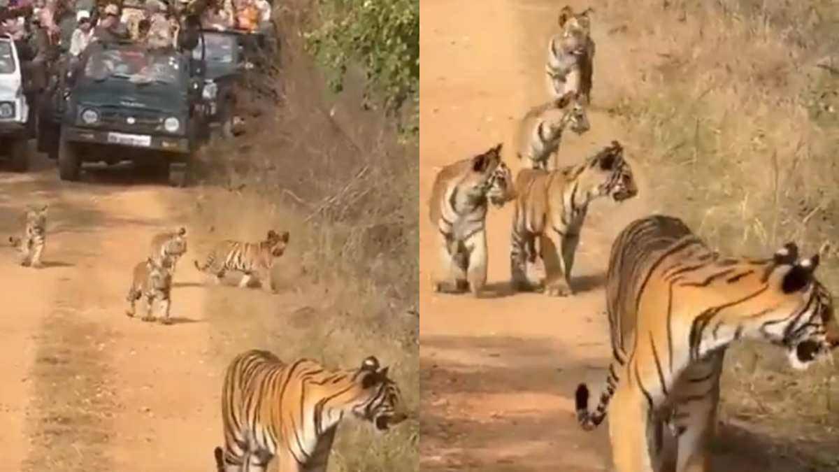 Viral Video: Anand Mahindra Shares Clip Of Tiger Family At Tadoba National Park