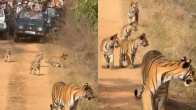 Viral Video: Anand Mahindra Shares Clip Of Tiger Family At Tadoba National Park