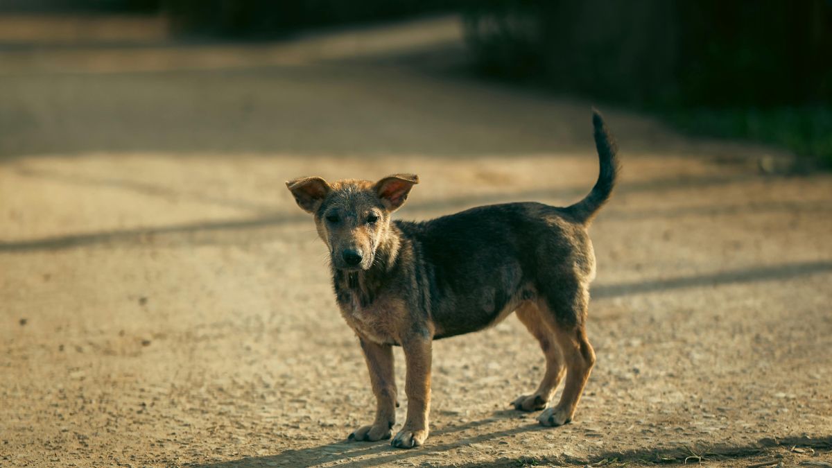 SHOCKING! This Country Orders The Mass Killing Of 30 Lakh Stray Dogs: Here's Why