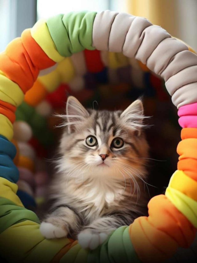 Top 6 Cat Toys Every Kitty Will Love