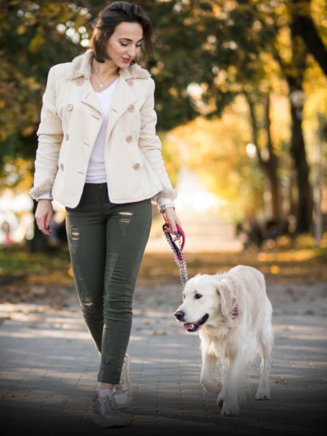 6 Benefits Of Daily Walks For Dogs