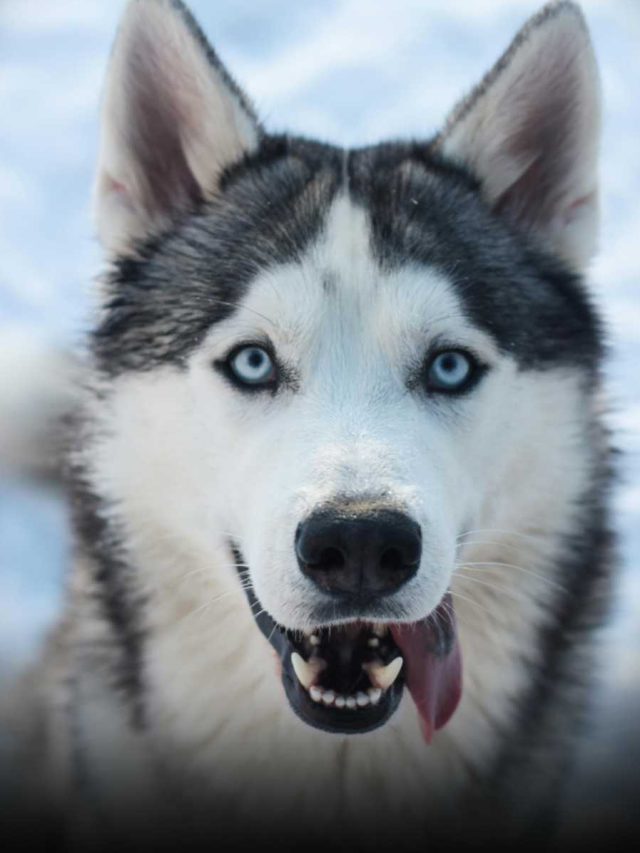 Winter-Ready Huskies: 6 Essential Tips For Perfect Care