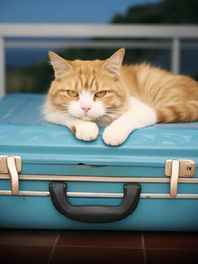 Traveling Wth Your Cat: Tips & Tricks