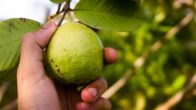Hair Care Tips: Magical Benefits Of Guava Leaves For Long And Healthy Locks