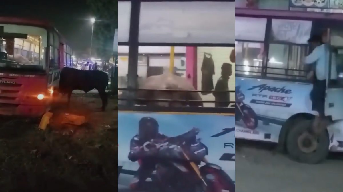Jaipur's Low-Floor Bus Attacked by Bull; Driver and Conductor Leap to Safety | WATCH VIDEO
