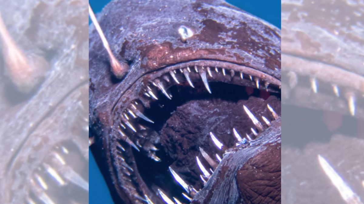 Spain: Terrifying 'Black Sea Monster' Captured On Camera For The First Time, Video Goes Viral