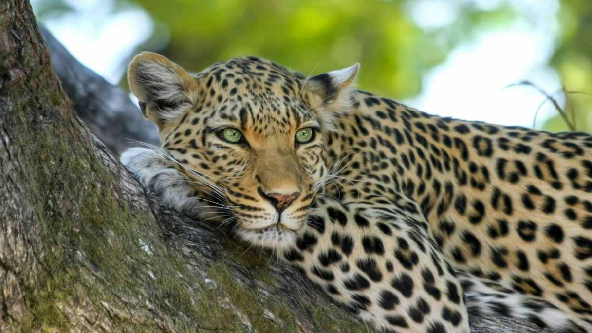 Greater Noida Leopard Sighting