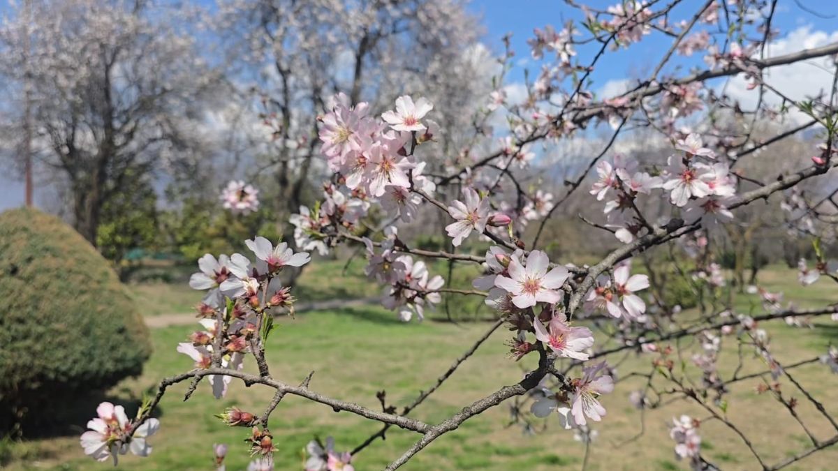 Spring Awakens In Kashmir: Badamwari Garden Blooms Into A Tourist Haven