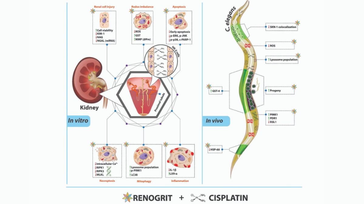 Patanjali’s Renogrit Research Among Top 100 Papers Of 2024 In 'Scientific Reports' By Nature Portfolio