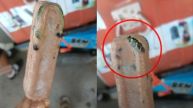 Man In Thailand Finds Deadly Venomous Snake Frozen Inside Ice Cream: Here's How Netizens Reacted