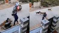 Viral Video: Teen Girl Attacked By Stray Dogs During Evening Walk In Rajasthan's Alwar