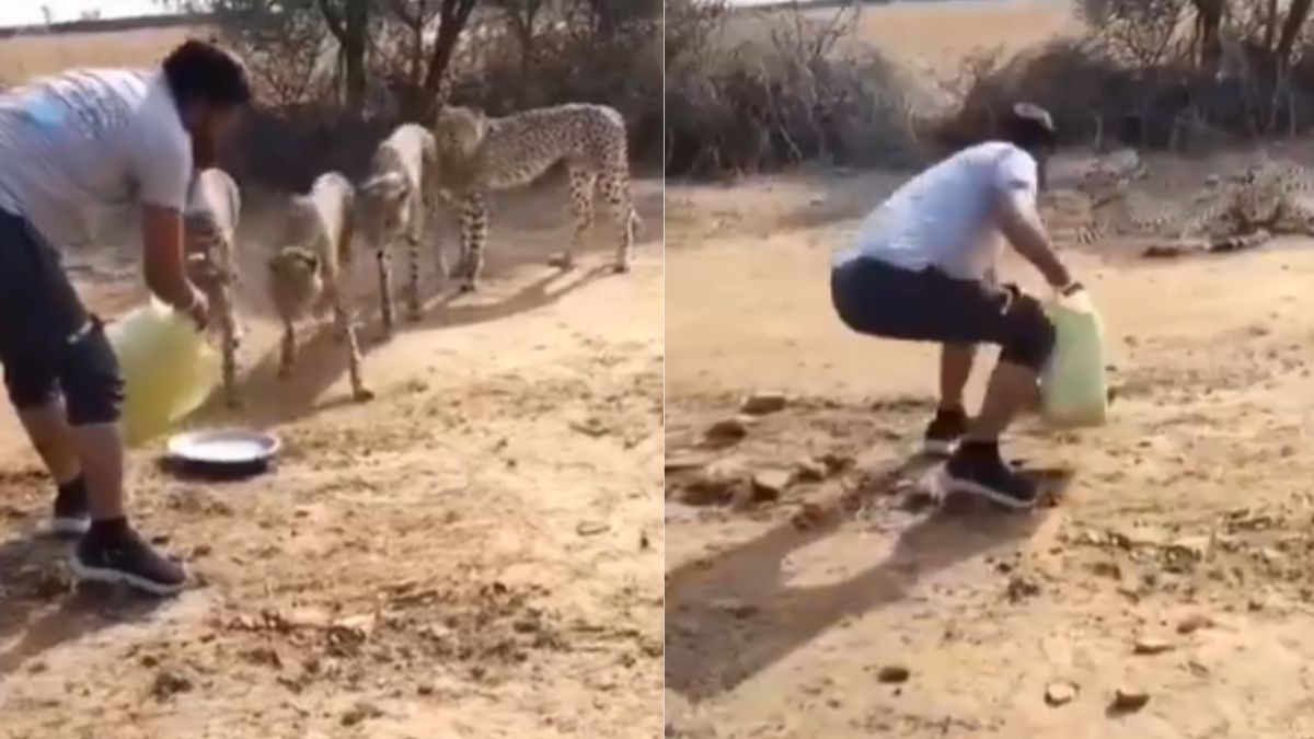Watch: Kuno Park Driver Offers Water to Cheetahs, Faces Suspension After Video Goes Viral