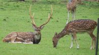 Big News For Noida! City To Soon Get Its First-Ever Deer Park And Mini-Zoo Featuring African Species And Sunset Safari