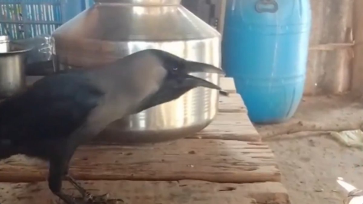 Talking Crow Viral Video Talking Crow Viral Video