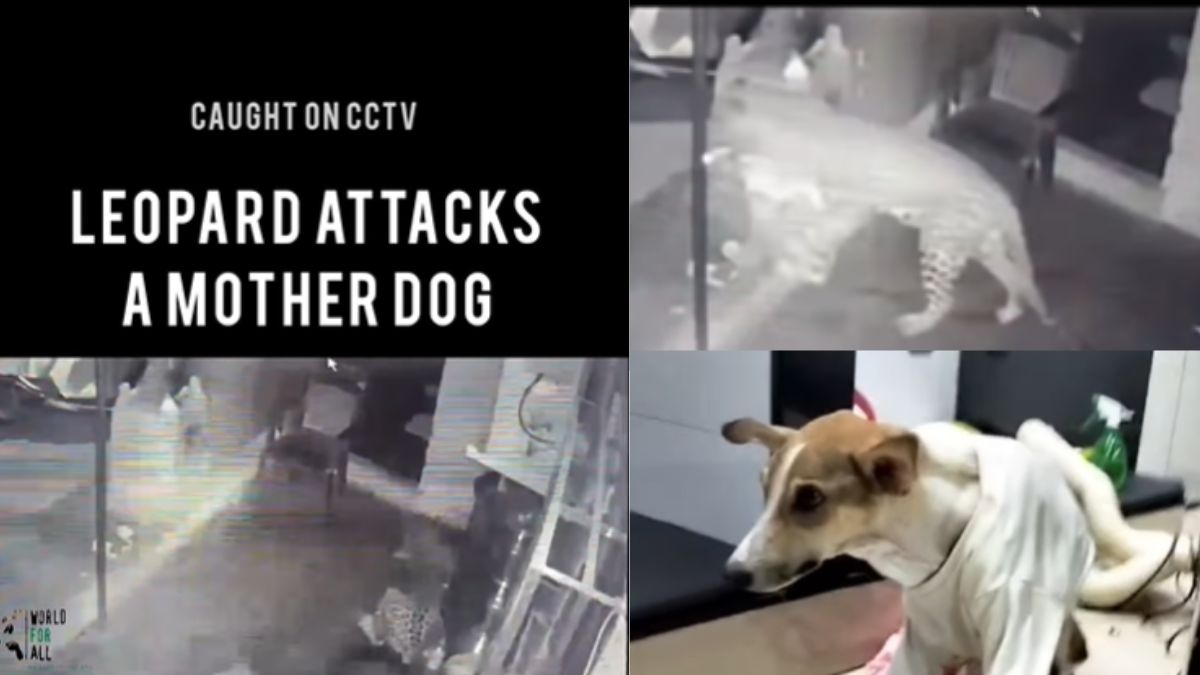 Hero Mom! Brave Dog Fights Off Leopard To Protect Her Puppies In Mumbai | WATCH