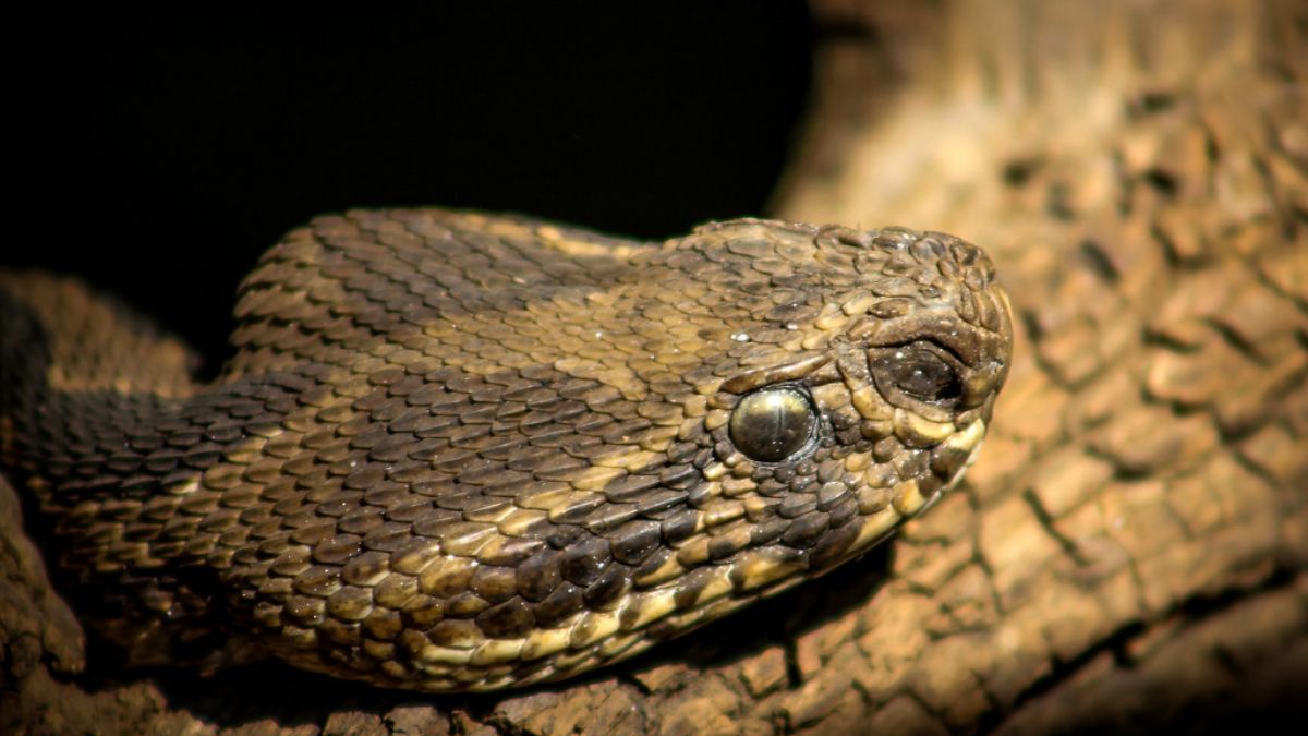 Another Meerut Shocker: Wife, Boyfriend Kill Husband, Leave Snake On Bed – How Police Uncovered Murder Plot