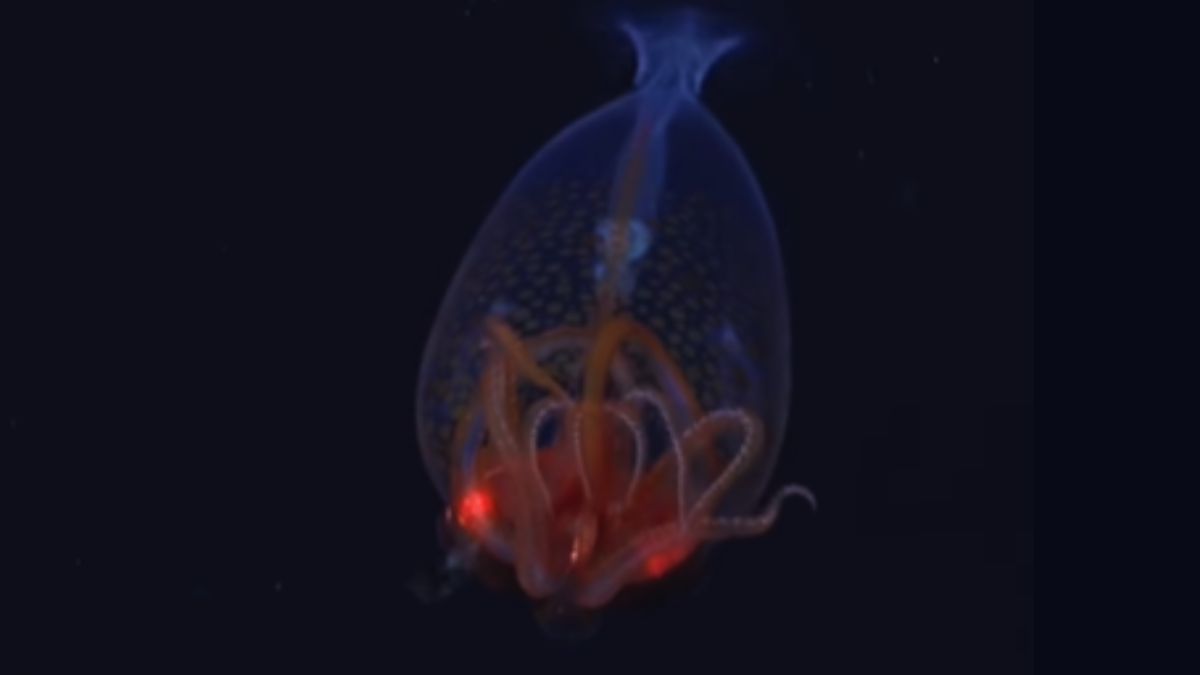 What Is Colossal Squid? Deep-Sea Creature Spotted Alive For The First Time In 100 Years - Watch Video